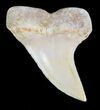 Mako Shark Tooth Fossil - Sharktooth Hill, CA #46773-1